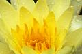 © Bloemen en planten 10 